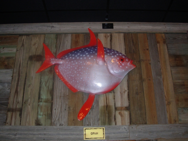 Creation of Fish Soups or Shark Dreams: Step 3